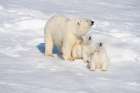Norway, Svalbard. Polar Bear mother with 6 month old cubs on pack ice in the Arctic Ocean Art Print